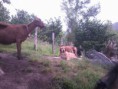 /album/fotogaleria/luna-cabras-jpg/